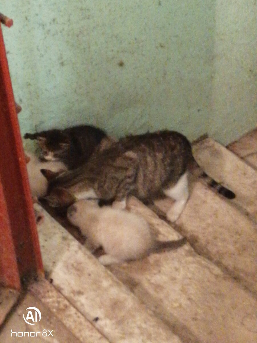 Извините за качество, не хотела их напугать