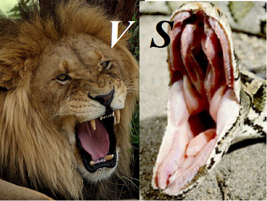 картинки yandex.ru/images