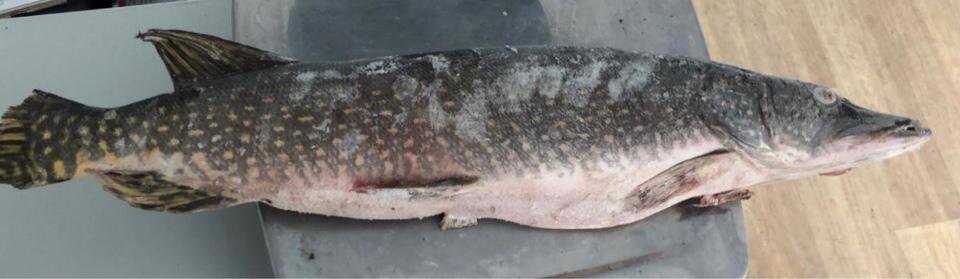 фото:https://yandex.ru/images/