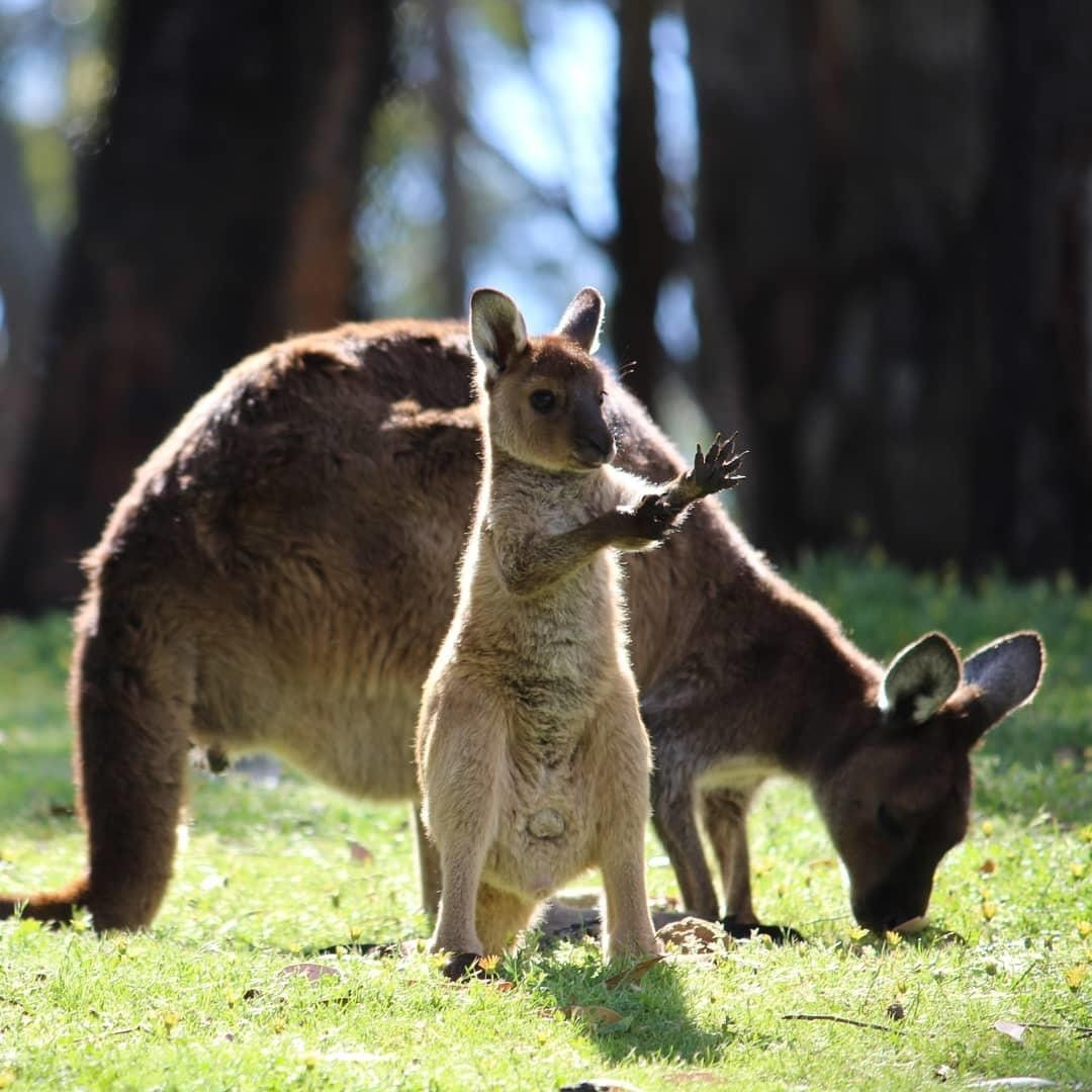Кенгуру гранди. Сумчатые кенгуру. Кенгуру с детенышем. Кенгуру с детенышем Австралии. Кенгуру сумчатое животное.