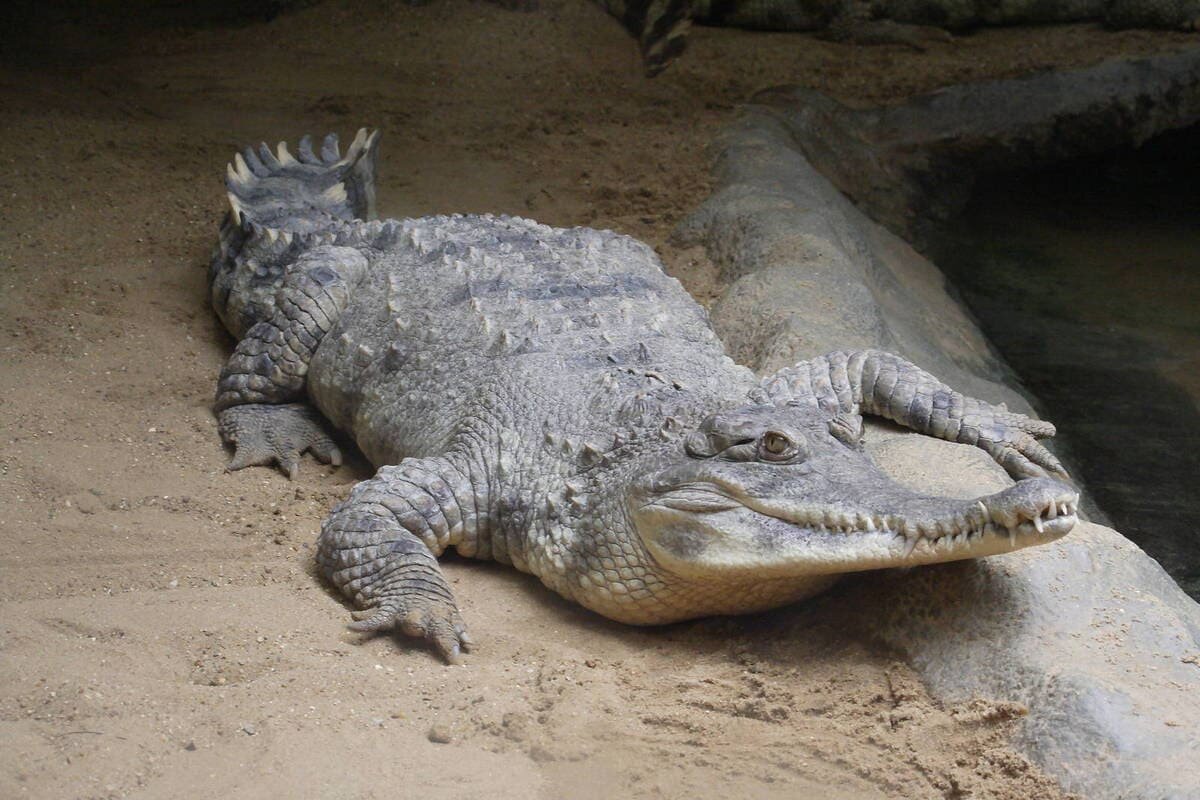 
Считается небольшим, т.к. самцы достигают максимальной длины двух с половиной – трех метров, для этого им требуется от двадцати пяти до тридцати лет. Самки бывают не больше 2,1 м. В некоторых районах встречались особи, длина которых – 4 м.