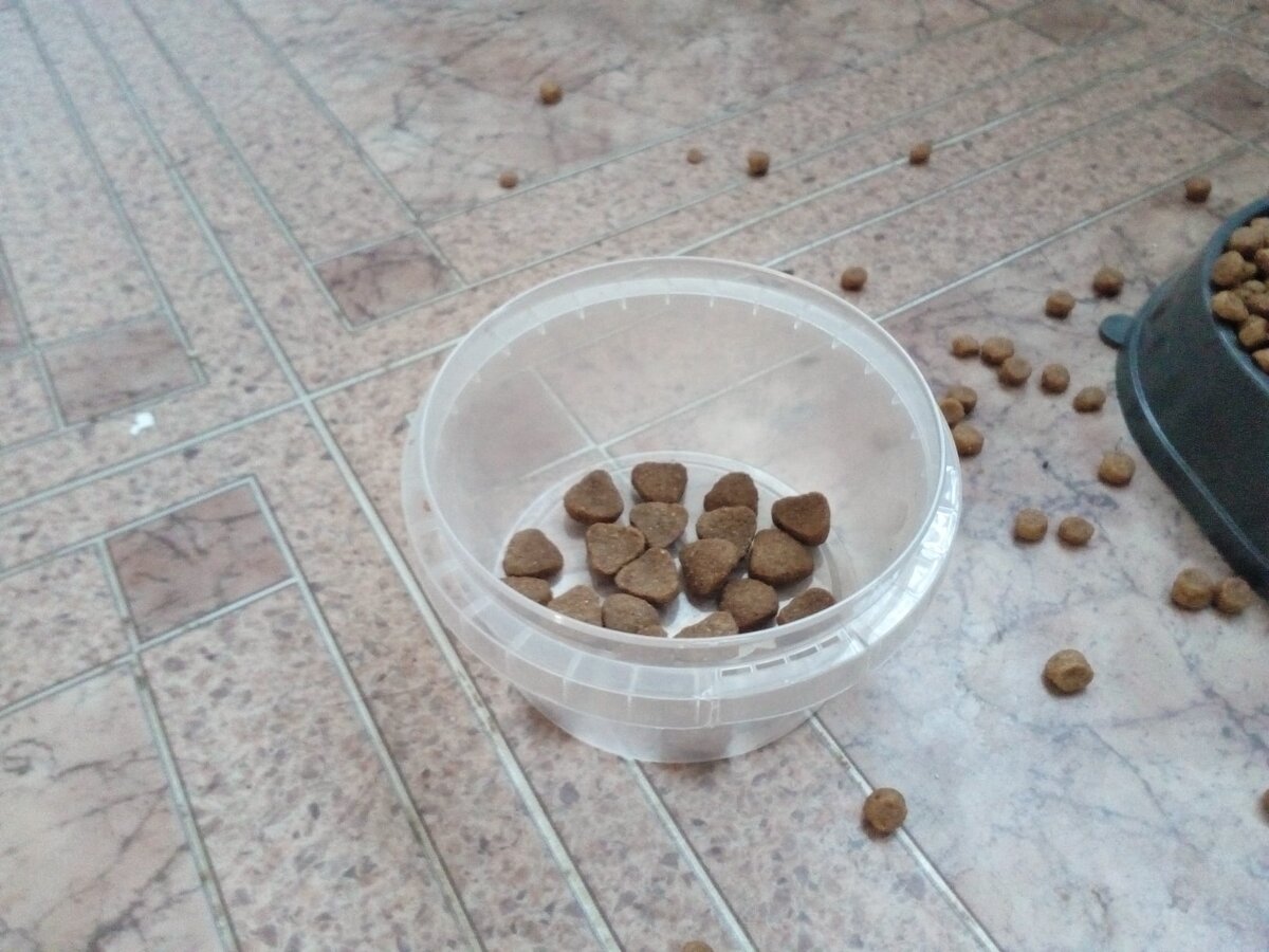 Авторское фото. Кошачий корм.