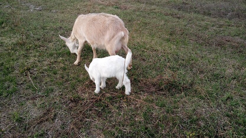 Алиска с козлёнком, 2019г