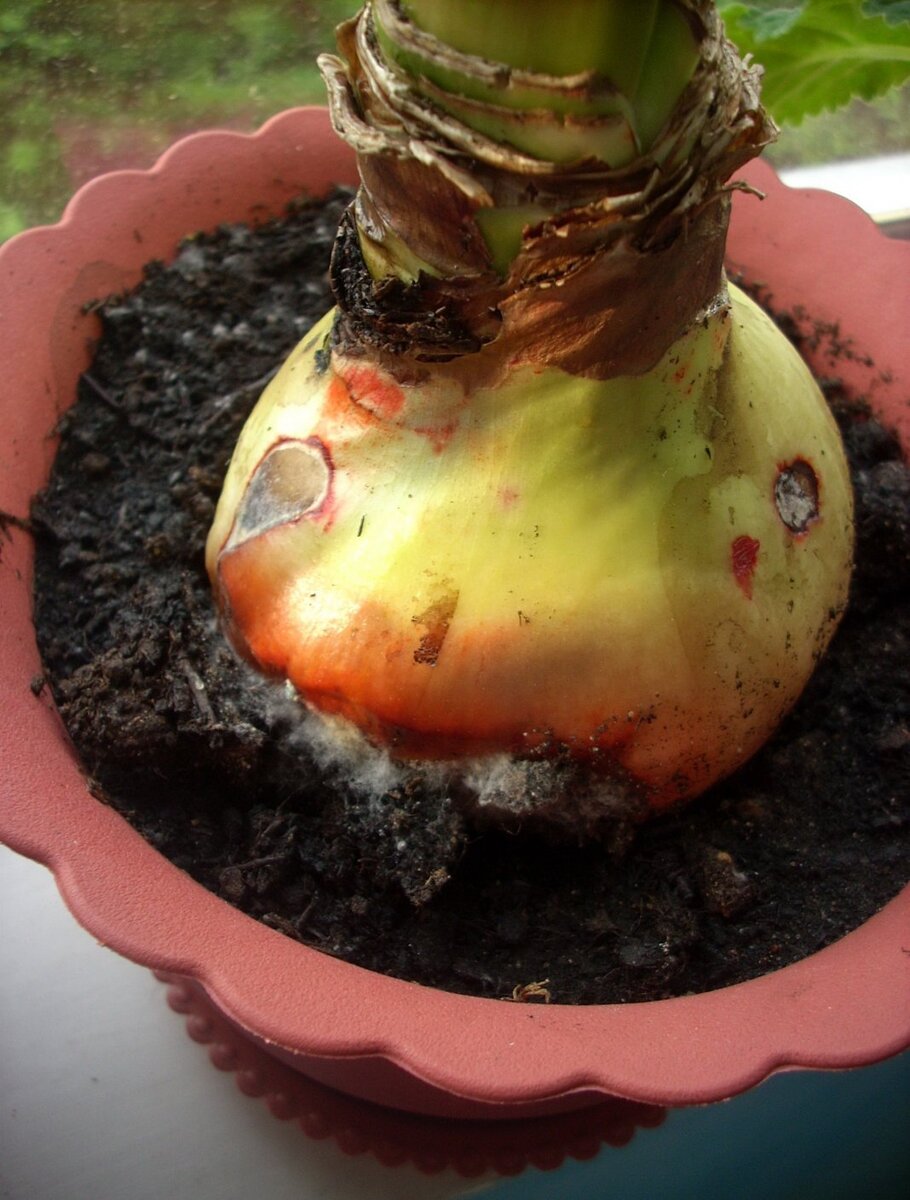 Вот так выглядит заболевшая луковица. Фото не мое, взяла из Интернета, своего нет, тогда у меня еще не было привычки фотографировать все подряд)))