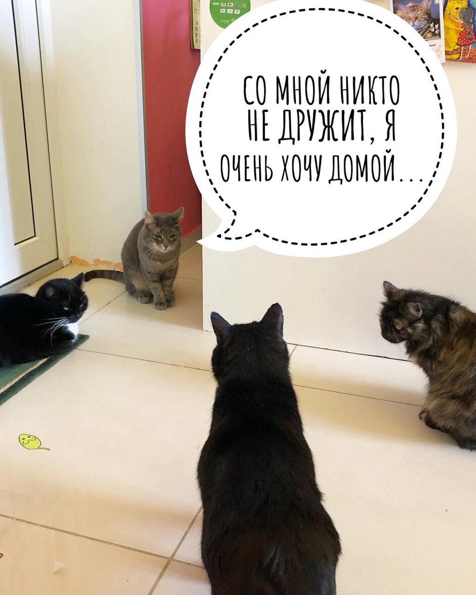 Мы мечтаем найти Лёве постоянный дом, где ему будет спокойно и хорошо. Источник - Instagram: @kotyamotya_cafe