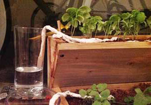 Автополив рассады