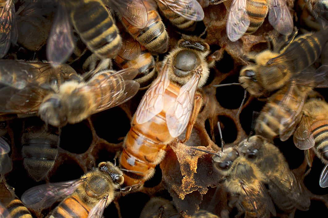 Пчеломатка (Источник: goldenbuckfast.ecwid.com)