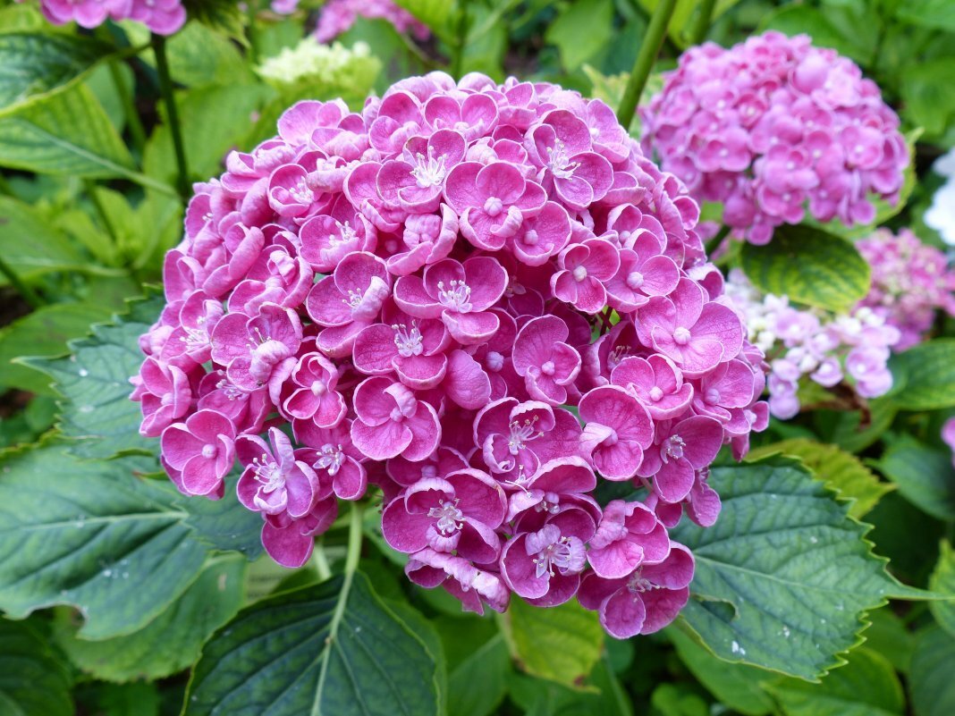 Гортензия крупнолистная