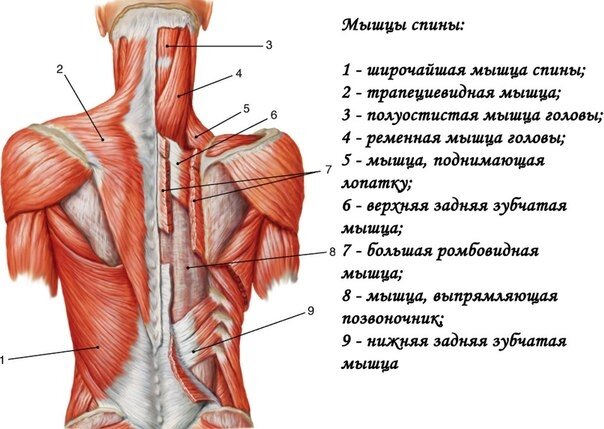 Картинка взята с сайта https://e3r.ru/posts/6099-poverhnostnye-myshcy-spiny.html