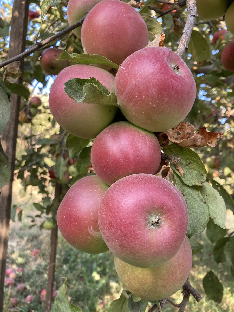 Оак Глен, Калифорния. Сентябрь, 2020 