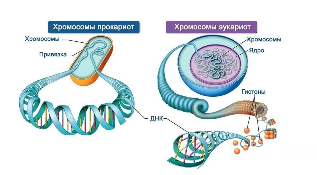 Сколько хромосом у человека?