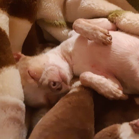 1. Мексиканское происхождение Порода названа в честь крупнейшего мексиканского штата Chihuahua (Чиуа́уа), где в 1850 году была впервые замечена. Интересен тот факт, что чихуахуа долгое время имела два других ныне неофициальных названия:

Техас;
Аризона.
Оба штата также долгое время претендовали на честь назвать своим именем маленькую собачку. Точку в данном вопросе поставил штат Чиуа́уа, который считается официальной родиной породы.

Чихуахуа родом из Мексики, штат Чиуауа Удивительно, но название штата Chihuahua происходит от ацтекского слова, трактуемого как «между двух вод». Историки полагают, что штат был назван ещё до завоевания индейских территорий современной Мексики конкистадорами, начавшегося в 1519 году.

Ежегодно, 5 мая, мексиканцы празднуют национальный праздник Синко де Майо (Cinco de mayo). Праздник посвящен дню победы войск Мексики в кровопролитной битве при Пуэбле, завершившейся 5 мая 1862 года. Празднуют событие и по всей территории США. В этот день в штатах устраиваются конкурсы для владельцев собак, парады. Некоторые ветеринарные клиники предлагают бесплатную стерилизацию/кастрацию чихуахуа в течение суток.

Самая популярная кличка у чихуахуа в Мексике – Чико (исп. Chico). В Переводе с испанского языка - малыш, ребенок. В начале 1900-х годов во время свадебной церемонии жених зачастую преподносил невесте в качестве подарка букет цветов со щенком чихуахуа внутри.