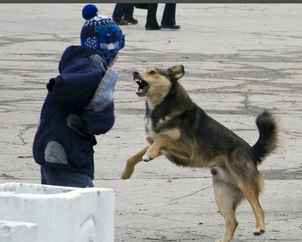 Пример собаки на улице