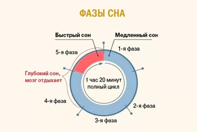 Нормальный сон состоит из 4-6 циклов.