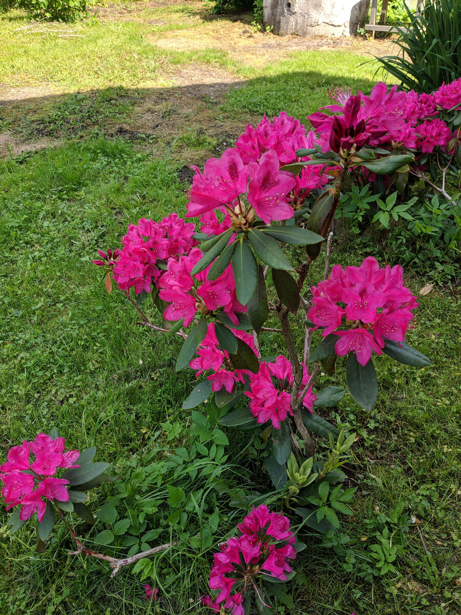 Замечательный сорт Нова Зембла