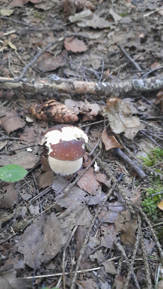 Некоторые белые успели подъесть мышки.
Фото автора