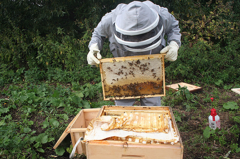 Пасека. Иллюстрация для статьи используется с сайта pchelamaya.ru