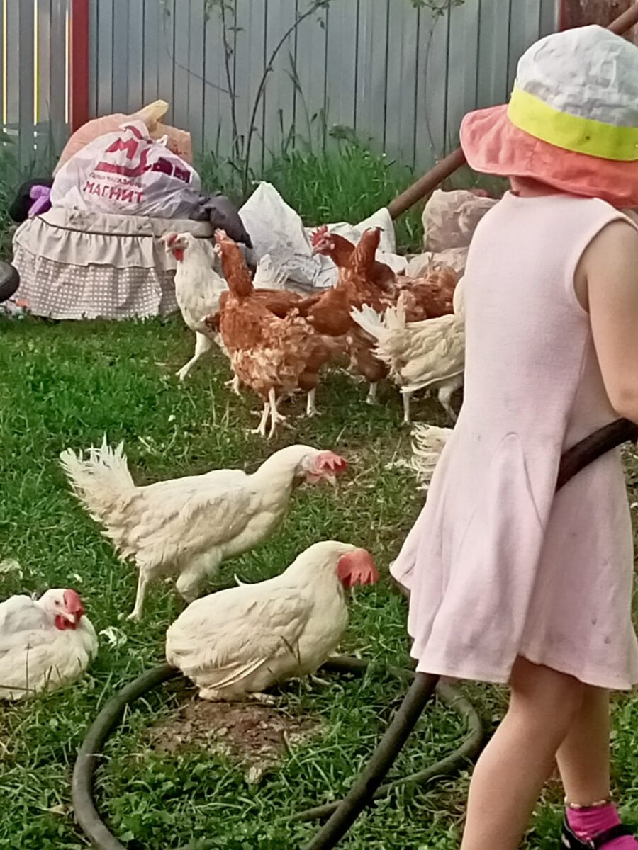 Курочки бывают разные:  сказочные и простые домашние. Хотя, как знать...