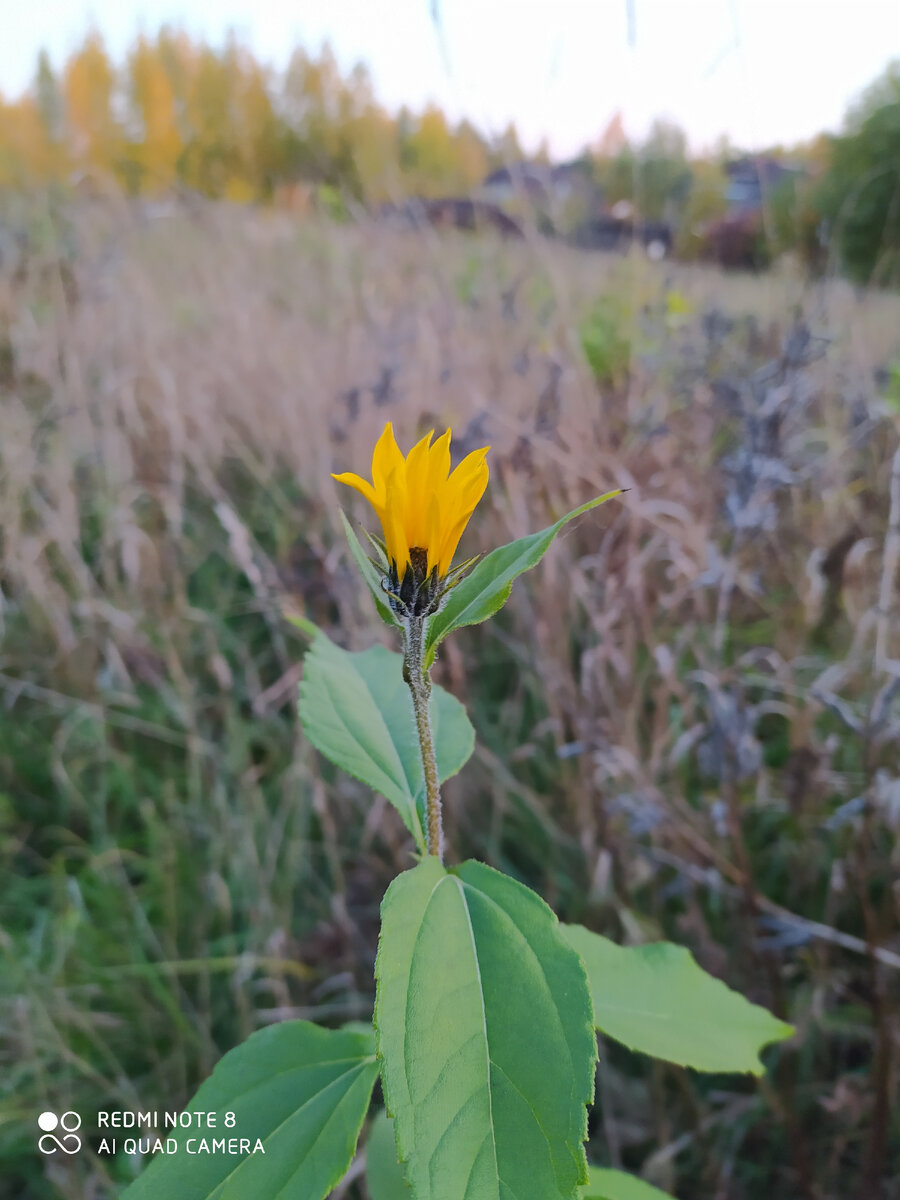 Всем привет! Решила рассказать вам о том, какие мне снятся странные, порой вещие сны. Приведу несколько действительно ярких примеров). А цветочек этот загадочный сняла во время прогулки на даче). Для иллюстрации). 
