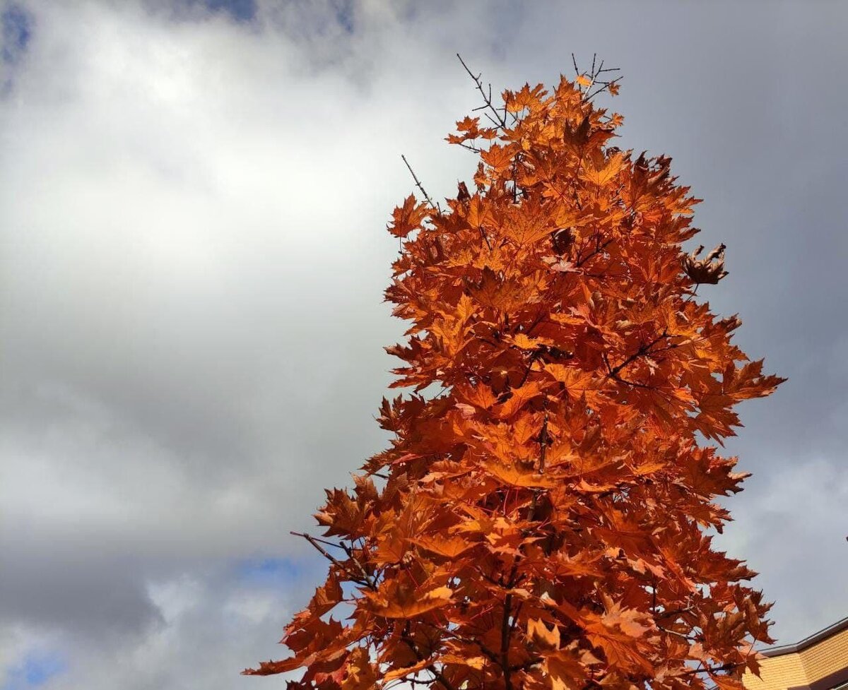 Клен остролистный Crimson Sentry