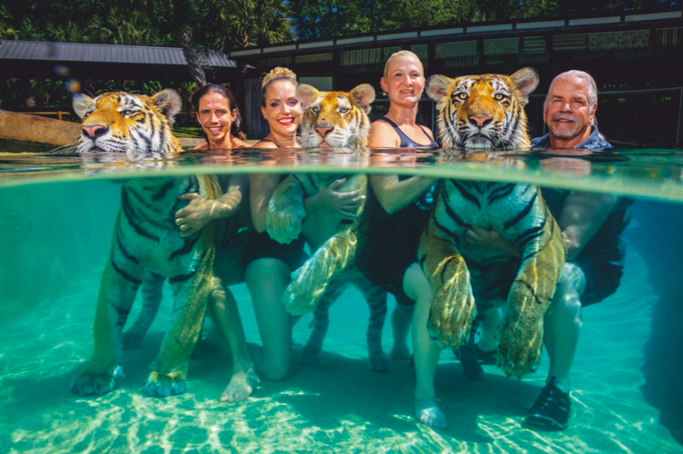 Бхагаван «Док» Энтл (крайний справа) позирует со своими сотрудницами Мокшей Байби и Чайной Йорк и сыном Коди Энтлом в бассейне, предназначенном для шоу с тиграми «Сафари по Мертл-Бич», штат Южная Каролина. Тигрята составляют значительную часть бизнеса, и посетители готовы платить от 339 до 689 долларов с человека за возможность поиграть или сфотографироваться с ними. Фото: Стив Уинтер