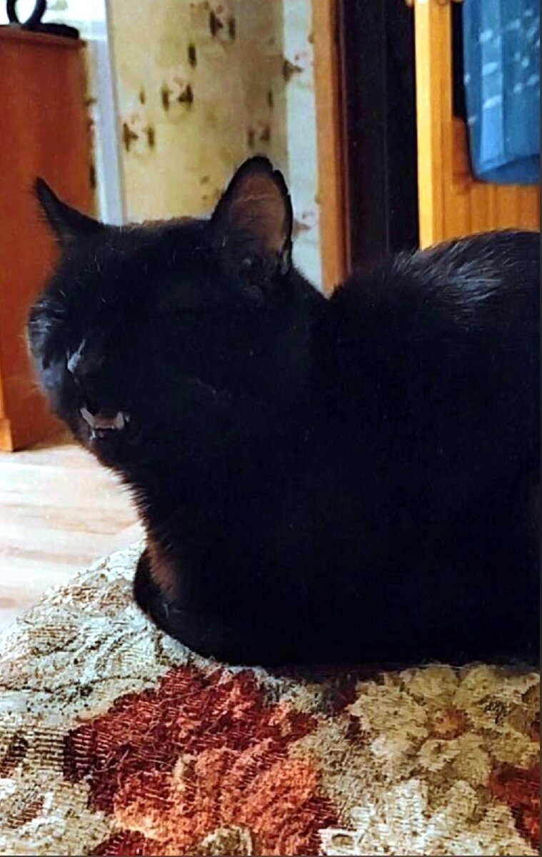 У чёрных котов только один недостаток - их тяжело сфотографировать так, чтобы не получилось одно чёрное пятно. У меня мало фотографий с Филей и все они неудачные.