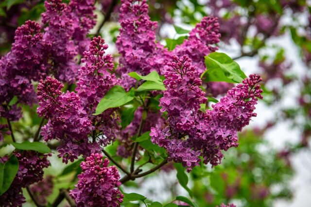 Обрезка сирени — виды и правила