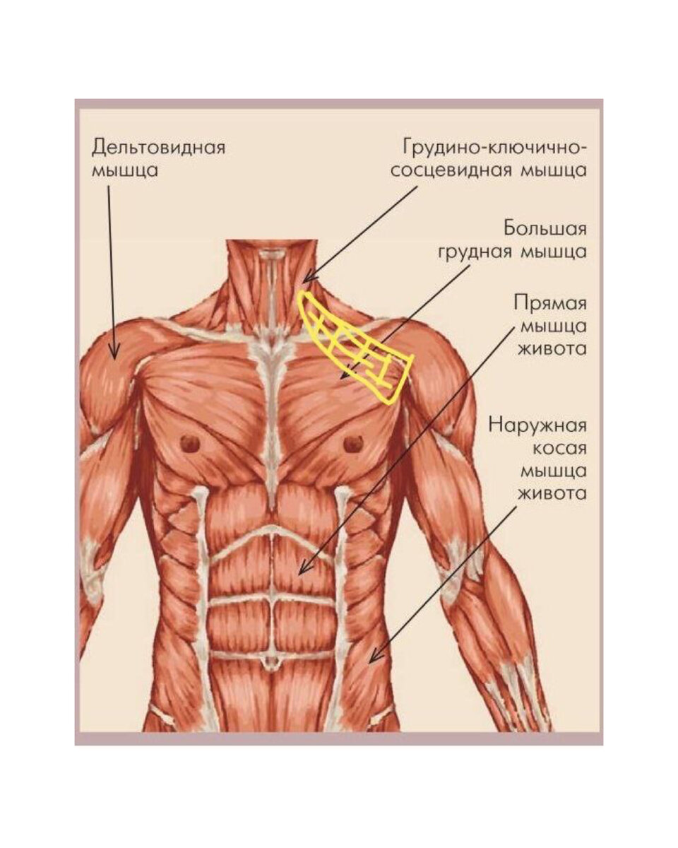 как называются мышцы на груди у мужчин фото 114