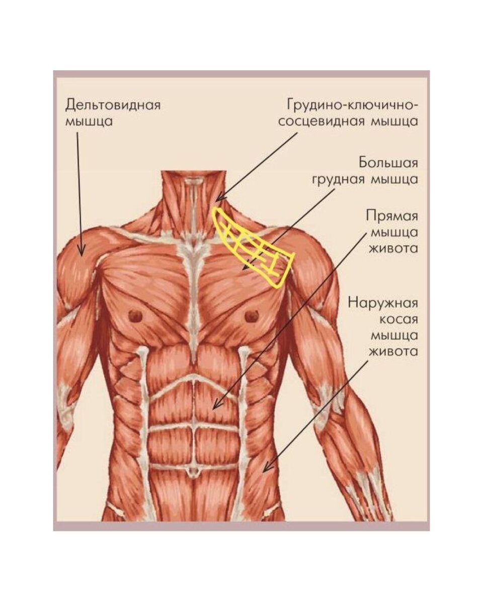 мышцы груди анатомия фото фото 96