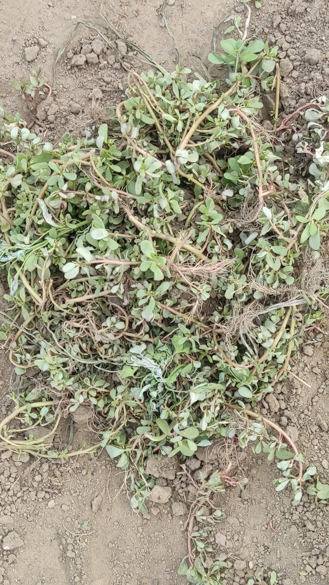 Ужасный монстр растёт на моём огороде