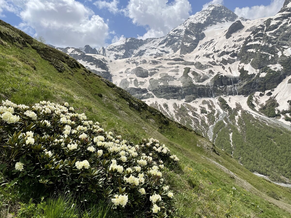 Рододендрон возле софийского седла, вид на Софийские водопады. Фото автора