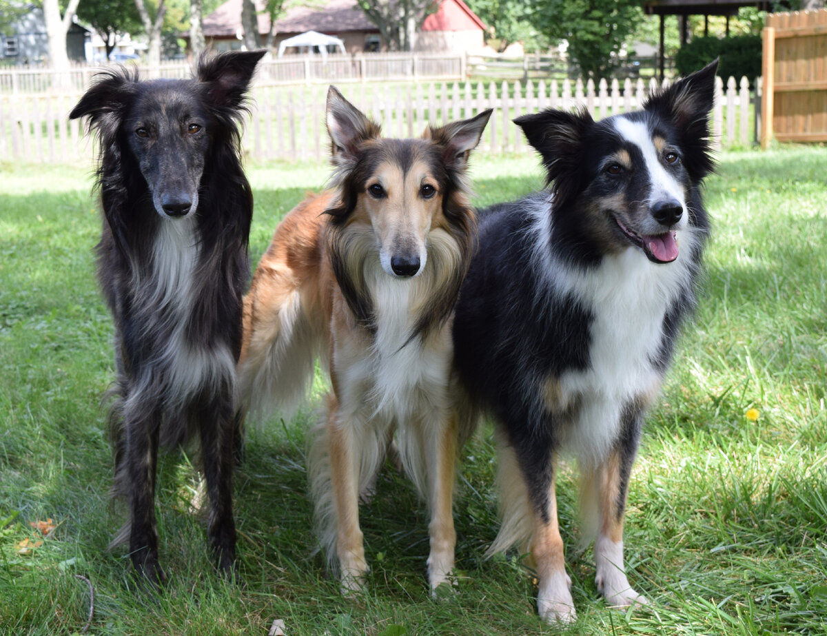 Silken windhound. Silken Windhound порода. Порода собак виндхаунд. Шелковистый виндхаyнд. Шелковистый виндхаунд породы собак США.