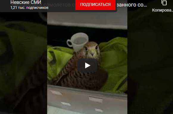 Скриншот видео Невские СМИ, YouTube