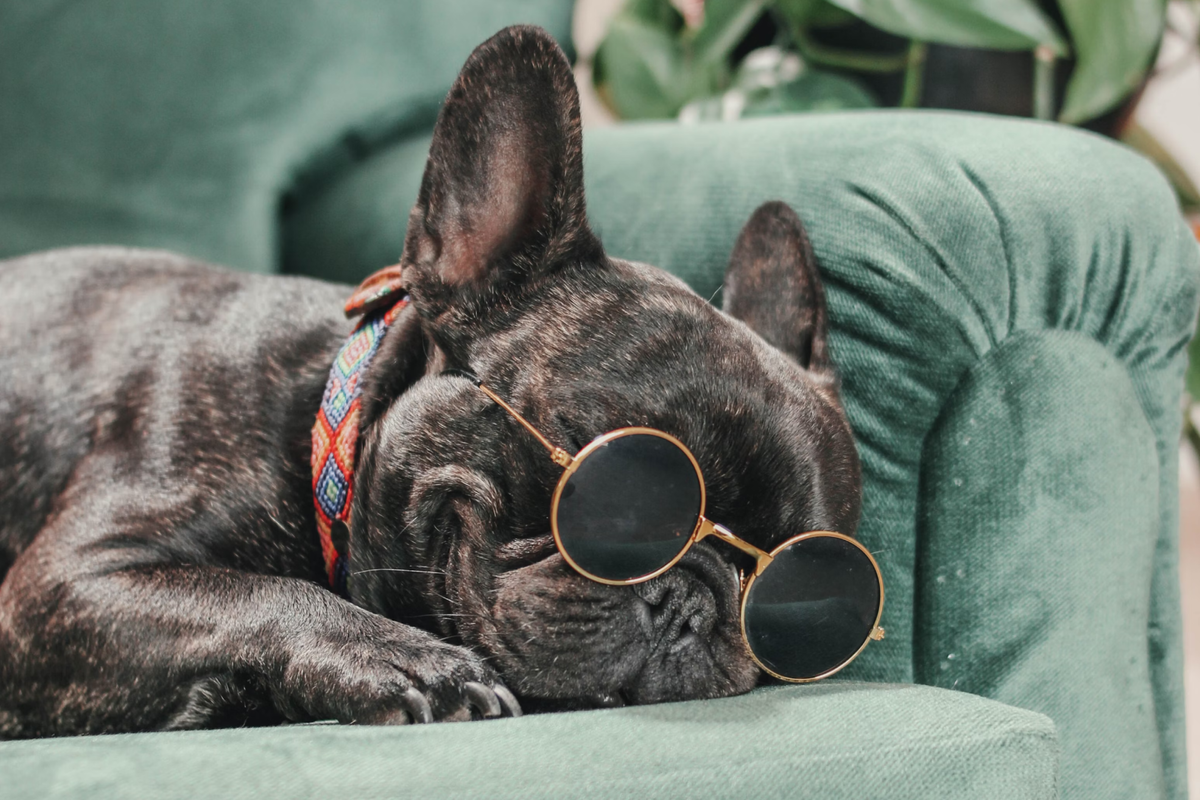     Ни минуты покоя: как заставить щенка спать всю ночь