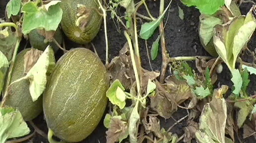Арбузы в теплице. Дыня скороспелка. Арбузы и дыни в теплице. Красивые грядки для арбузов. Арбуз на тыквенных корнях.