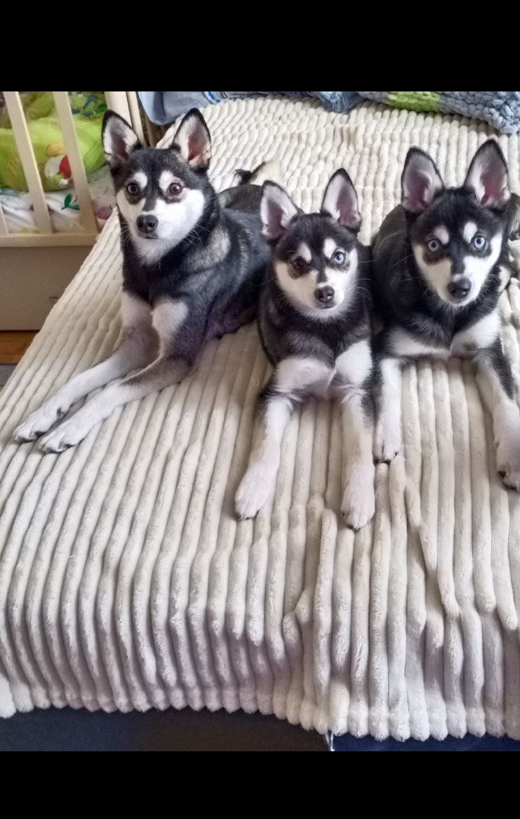 Аляскинский кли кай взрослые и щенки,  жизнь в питомнике 😊
