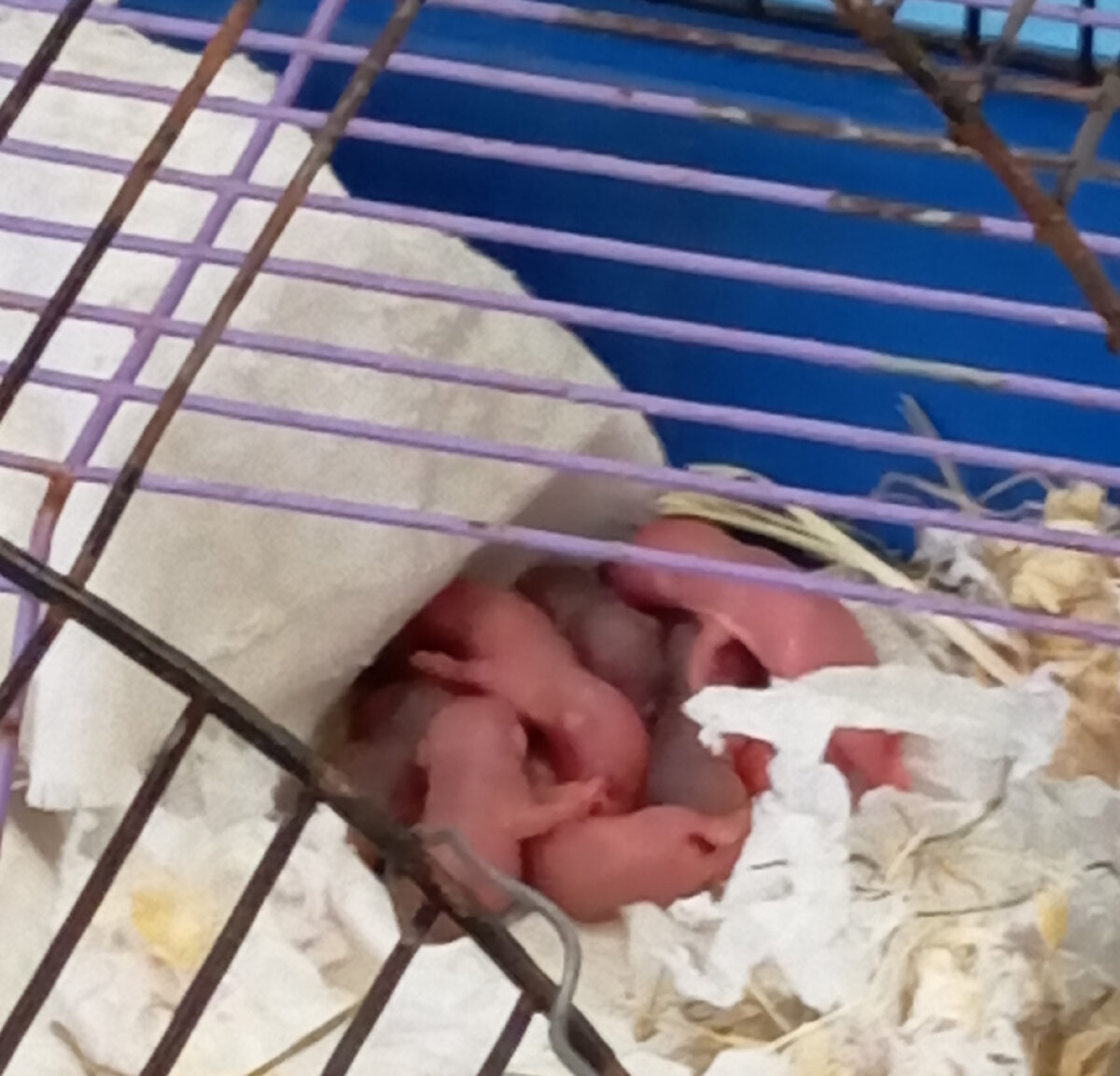 Новорождённые песчанки