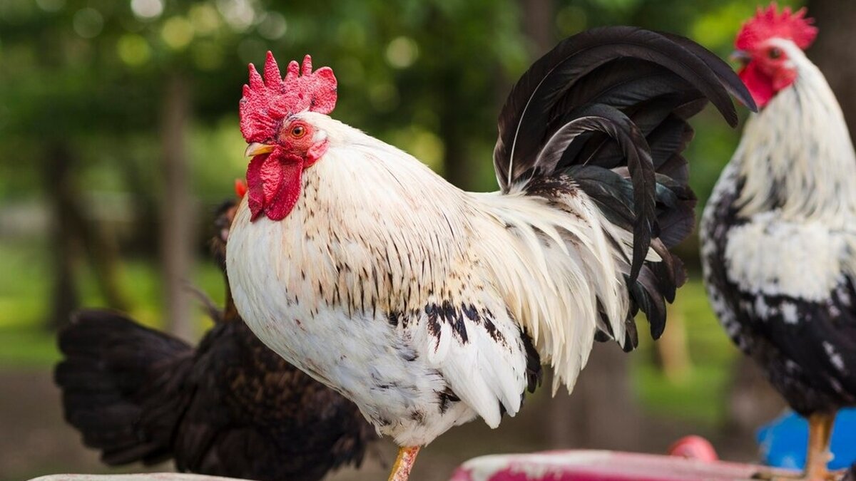 ФОТО FREEPIK.COM.