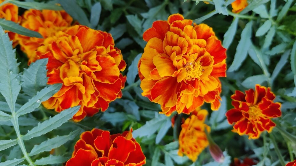 Бархатцы нас радуют в саду, но не дома зимой