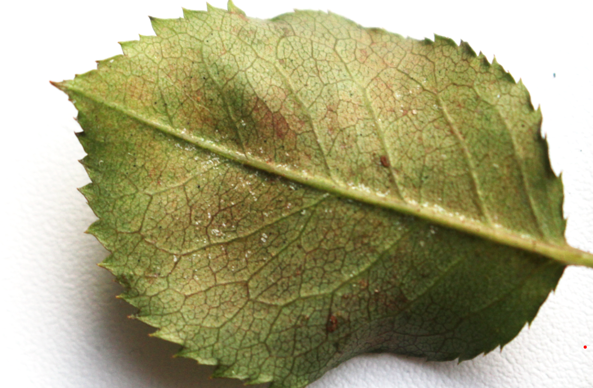 Паутинный клещ на розе: кто не знает, не заметит. А стоило бы. 25 фото ...