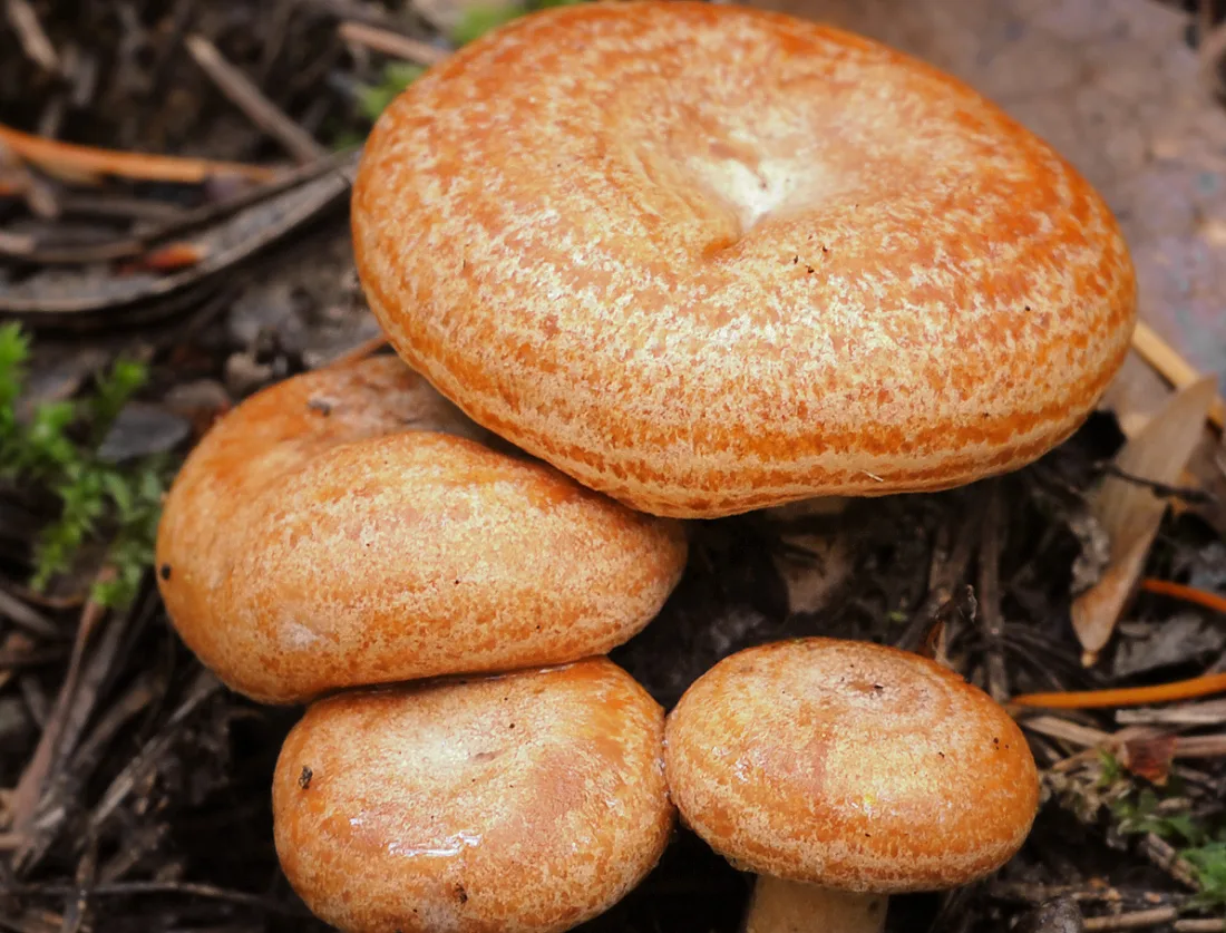 Какого цвета рыжик. Рыжик Сосновый/Боровой (Lactarius deliciosus);. Рыжик настоящий Lactarius deliciosus. Рыжик Боровой Сосновый. Рыжик Сосновый деликатесный.