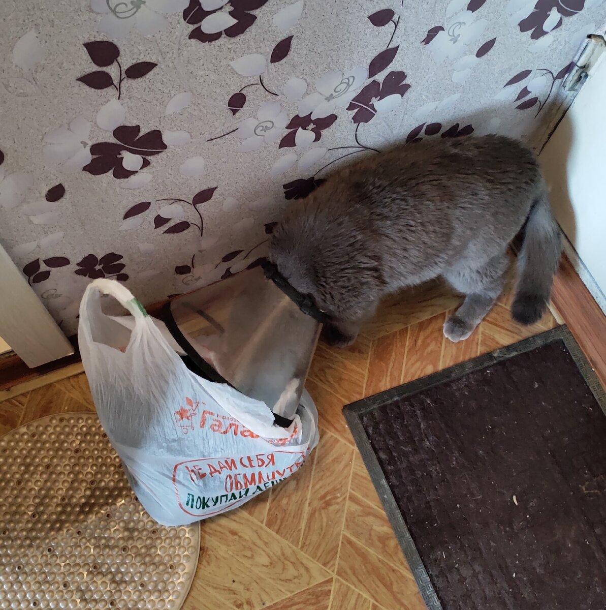 Что ты мне принес хозяин.