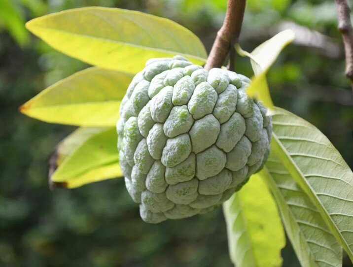 Анона чешуйчатая или "сахарное яблоко". Источник: интернет.