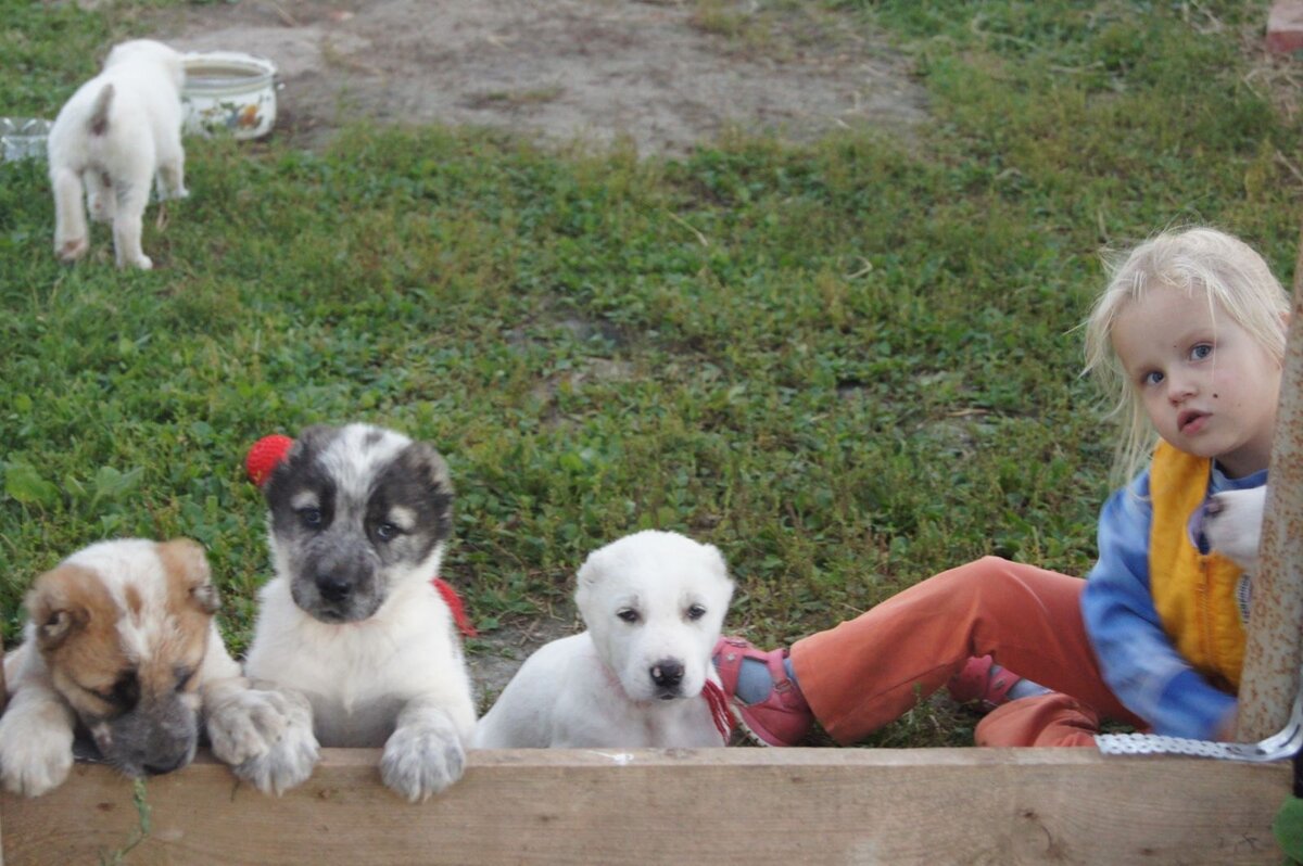 Это и есть эти сиротки.