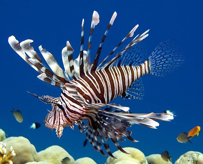 Крылатка-зебра в Красном море в естественной среде обитания (автор: Беспятых А.В., заведующий отделом беспозвоночных)