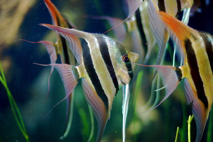 11 самых красивых аквариумных рыбок