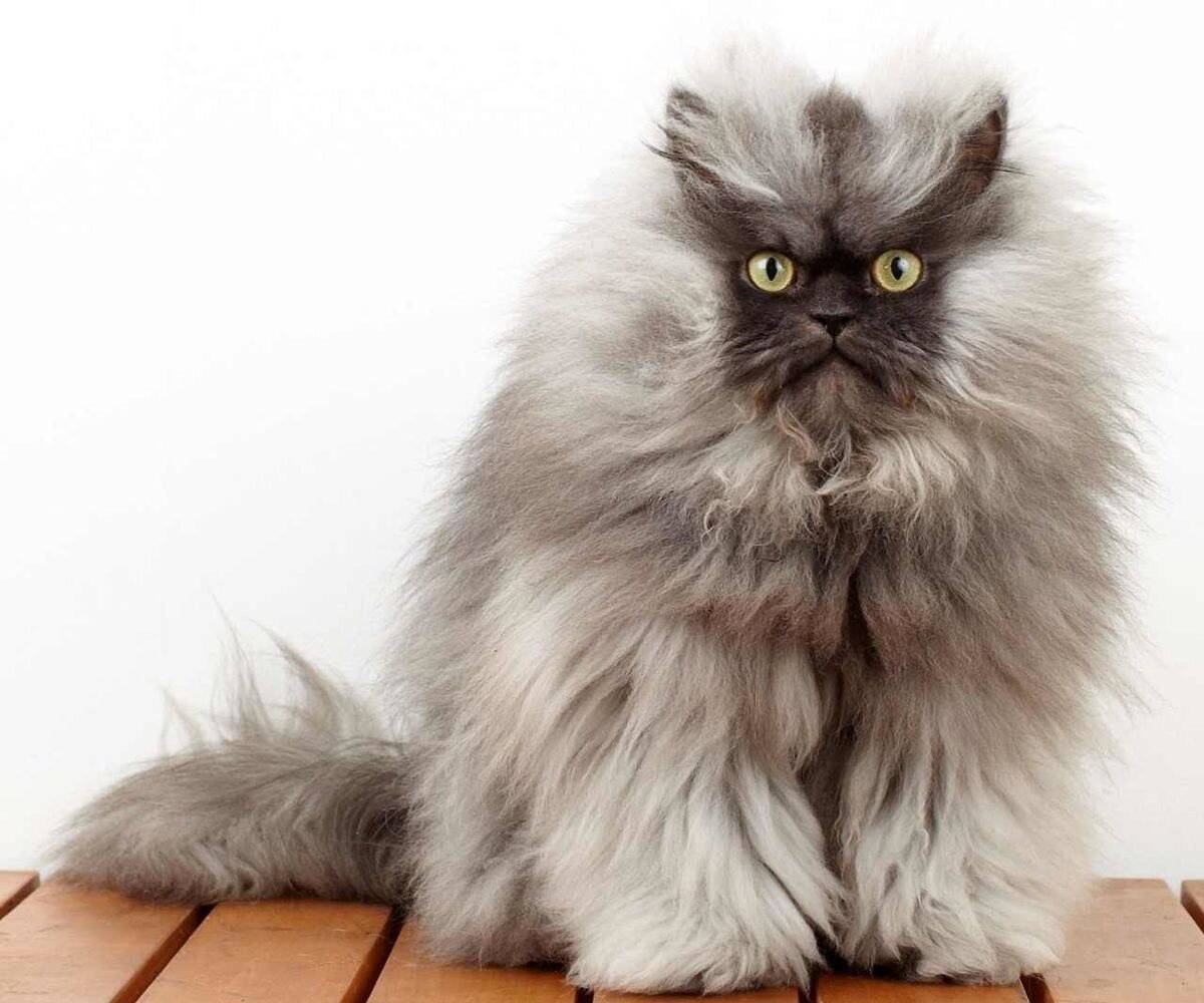 Источник фото: commons.wikimedia.org 