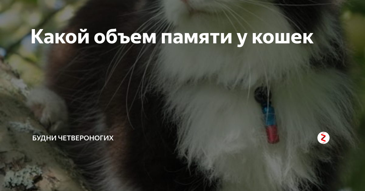 Кошки память на русском. Объем памяти кошки. Какая память у кошек. Кошачья память. В память о кошке.