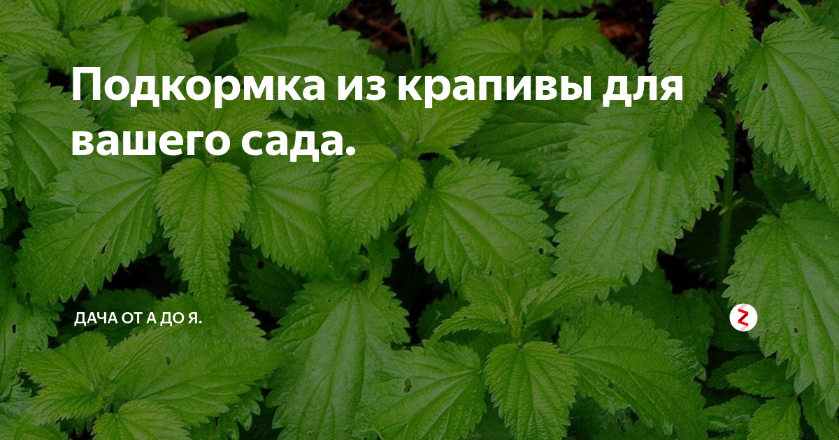 Крапиву запоминаем огэ 9 вариант. Интересное о крапиве. Интересные факты о крапиве. Крапива интересные факты для детей. Интересные факты о крапиве для 2 класса.