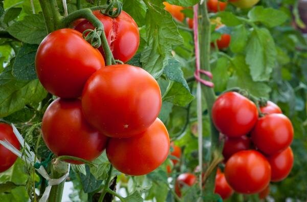Как правильно поливать из шланга помидоры